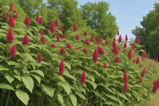 UNIQUELYFORU.COM UniquelyForU close-up of Amaranth Plant, standing tall, growing in the countryside in the woods on a nice sunny day. with trees and shrubbery in the background.