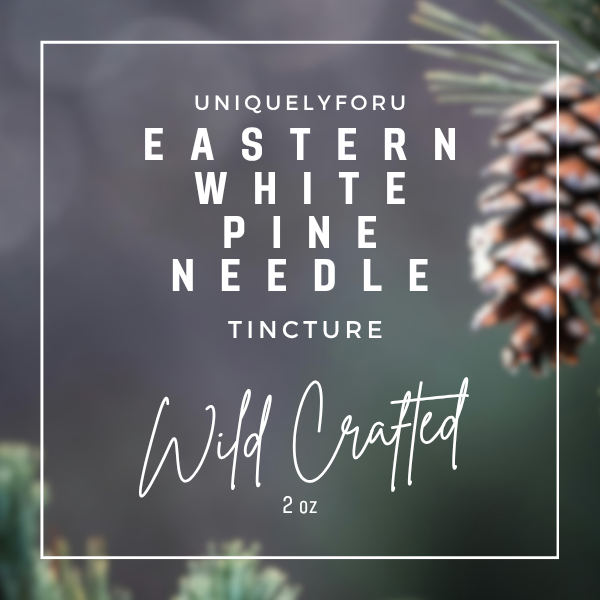 Eastern White Pine Needle Tincture Wildcrafted